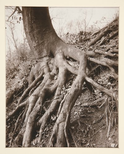 Saint-Cloud de Eugène Atget