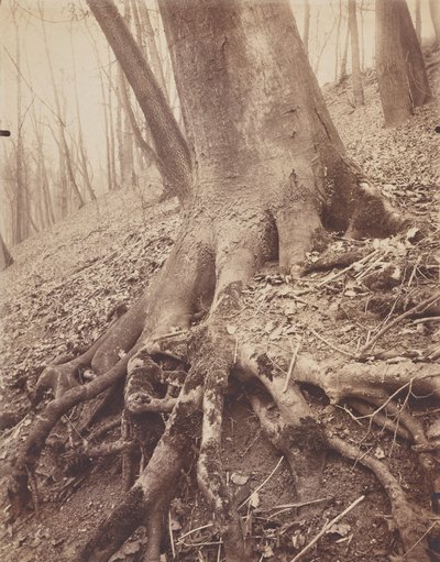 árboles y raíces de Eugène Atget