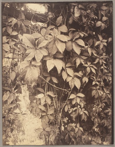 Vigne Vierge de Eugène Atget