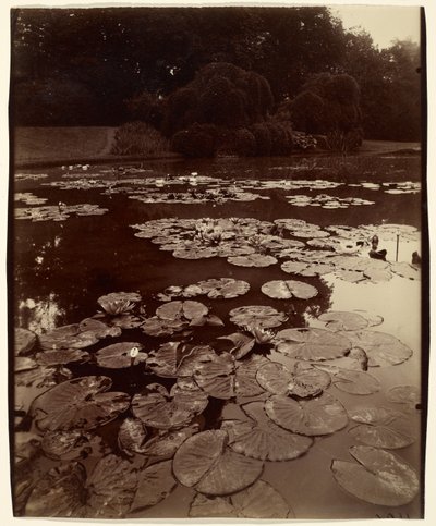 [Nenúfares] de Eugène Atget