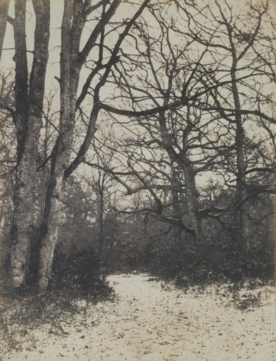 [Bosque de Fontainebleau], ca. 1860 de Eugène Cuvelier