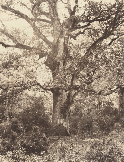 Cerca de Bodmer de Eugène Cuvelier