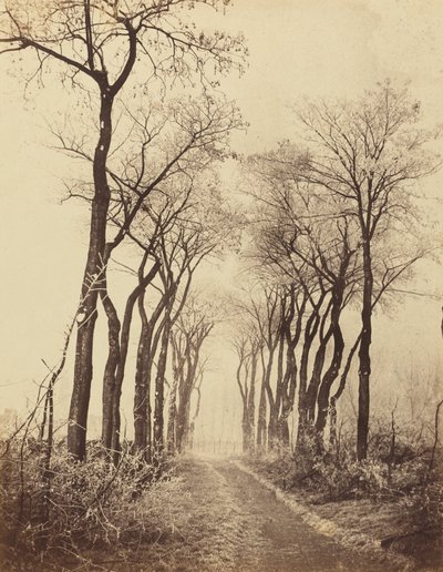 Camino y árboles con escarcha de Eugène Cuvelier