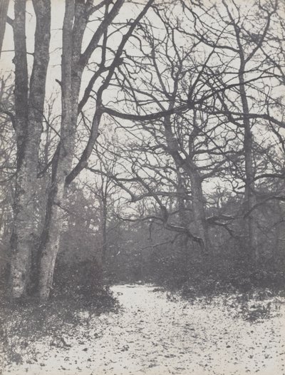 Camino en el bosque, 1860-1863 de Eugène Cuvelier