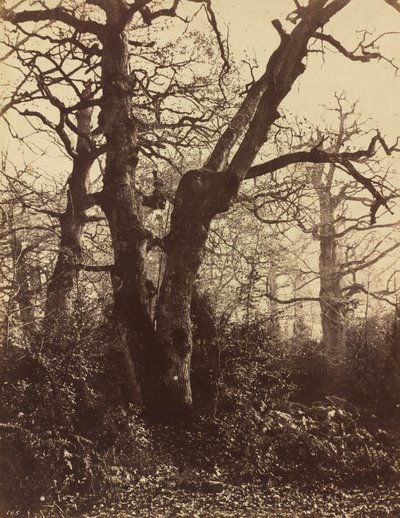 Estudio de árboles, Fontainebleau, 1860 de Eugène Cuvelier