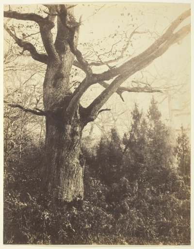 Sin título [árbol] de Eugène Cuvelier