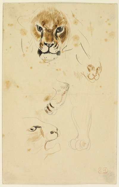 Cabezas y patas de león de Eugène Delacroix