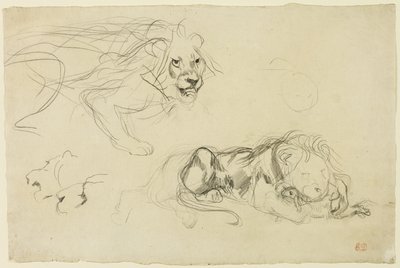 Estudios de leones de Eugène Delacroix