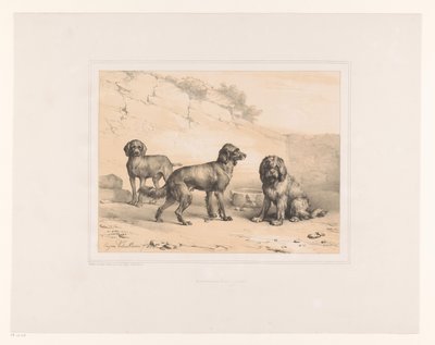 Drie honden
Diverse dieren (título de la serie)
Estudios sobre animales (título de la serie) de Eugène Verboeckhoven