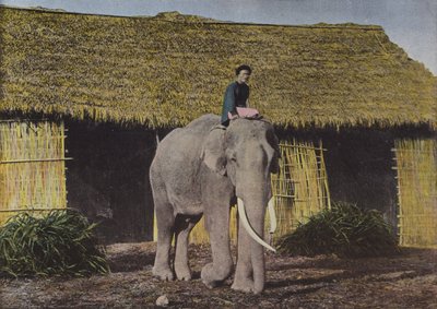 Elefante en el Trabajo de European Photographer