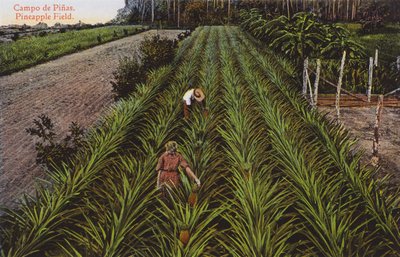 La Habana, Cuba: Campo de Piñas de European Photographer