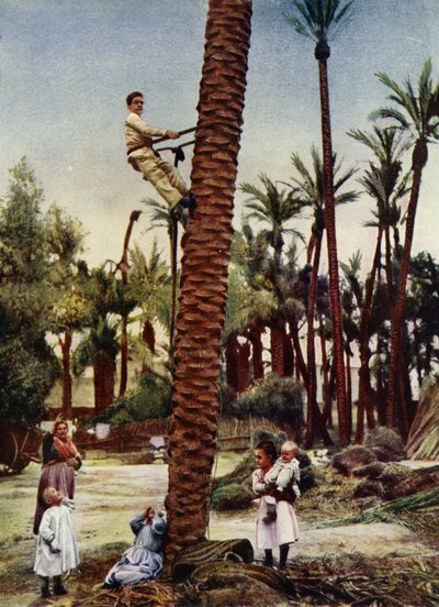 Palmerales de Elche de European Photographer
