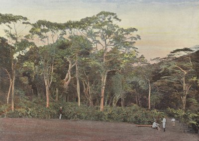 Plantación de Café bajo Bosques de Maoulis de European Photographer