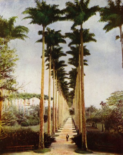 Río de Janeiro, la famosa avenida de palmeras de European Photographer