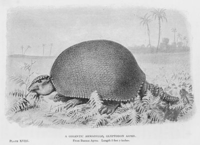 Un armadillo gigante, Glyptodon Asper de European School