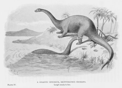 Un dinosaurio gigante, Brontosaurus Excelsus de European School