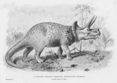 Un Dinosaurio Gigante con Cuernos, Triceratops Prorsus de European School