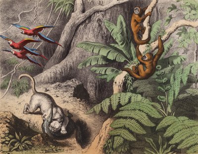 Un bosque en Brasil (litografía en color) de European School