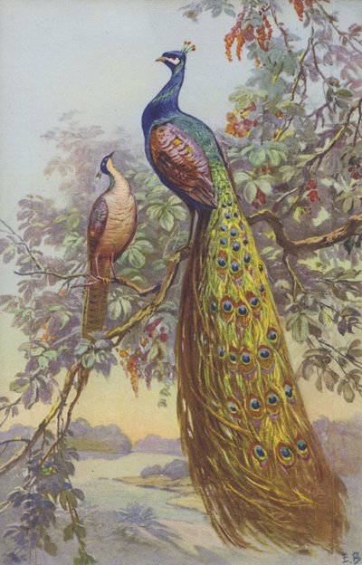 Un pavo real y una pava en un entorno natural de European School