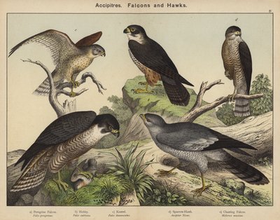 Accipítridos, Halcones y Gavilanes de European School