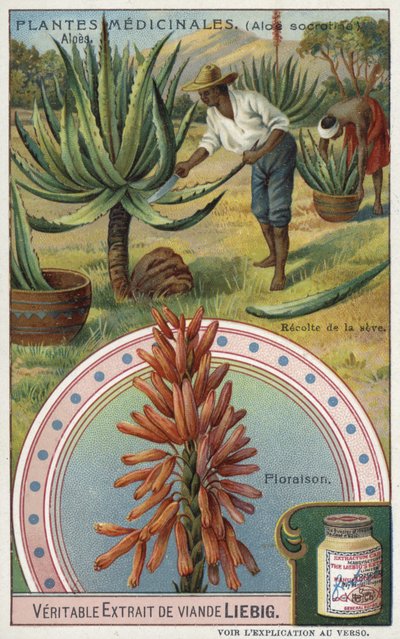 Aloes: cosecha de la savia de European School