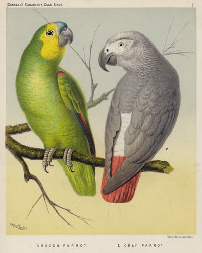 Loro Amazonas, Loro Gris de European School