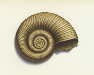 Ammonite (litografía en color) de European School