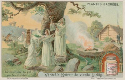 Druidas antiguos recolectando muérdago de European School
