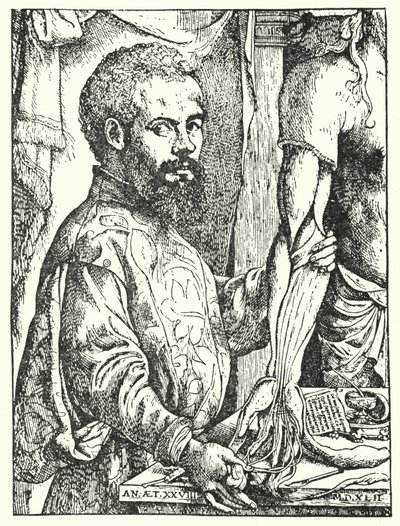 Andreas Vesalius (grabado) de European School