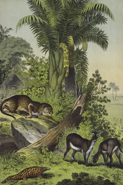 Animales y plantas de la India de European School