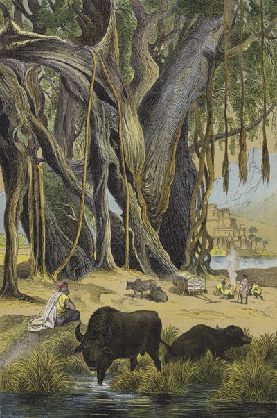 Animales y plantas de la India de European School