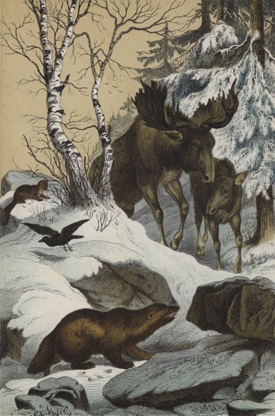Animales y plantas de Laponia de European School
