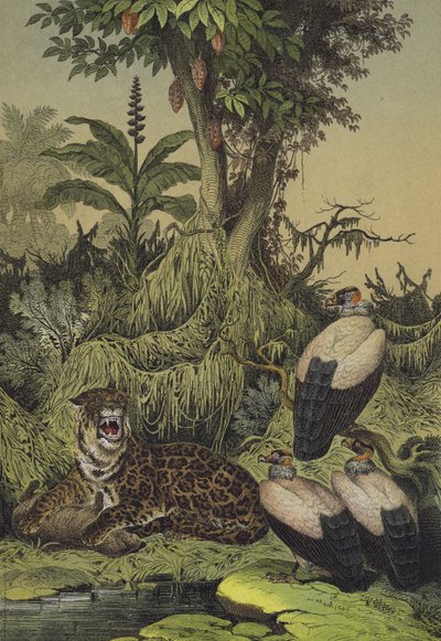 Animales y plantas de Nueva Granada, Sudamérica de European School