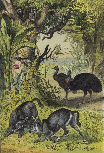 Animales y plantas del sur de Asia de European School
