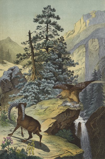 Animales y plantas de los Alpes de European School