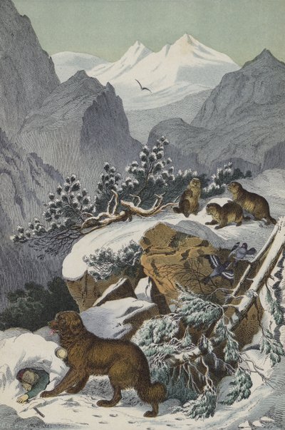 Animales y plantas de los Alpes de European School