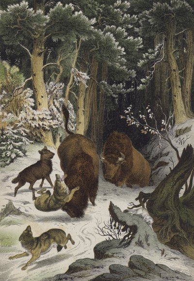 Animales y plantas del Bosque de Bialowicz, Lituania de European School