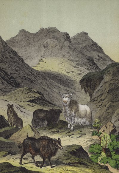 Animales y plantas de las tierras altas del Tíbet de European School