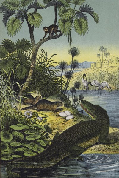 Animales y plantas del Valle del Nilo (litografía en color) de European School