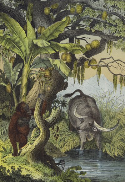 Animales y plantas de las islas del sur de Asia de European School