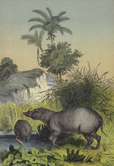 Animales y plantas de las islas del sur de Asia de European School
