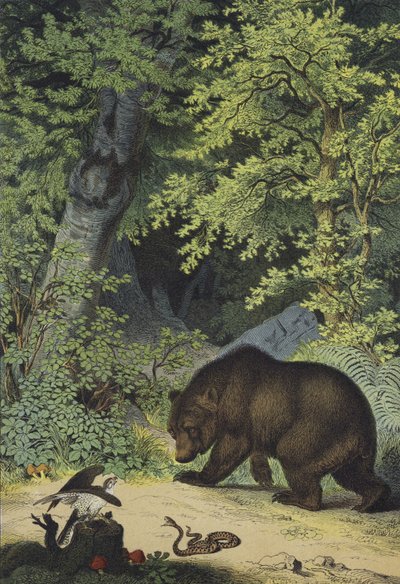 Animales y plantas de los bosques frondosos de Europa Central de European School