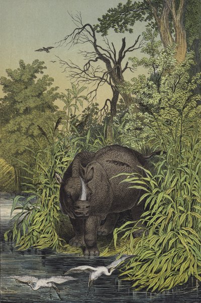 Animales y plantas de las regiones pantanosas de la India de European School