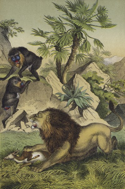 Animales y plantas de los bosques montañosos de la costa de África Occidental de European School