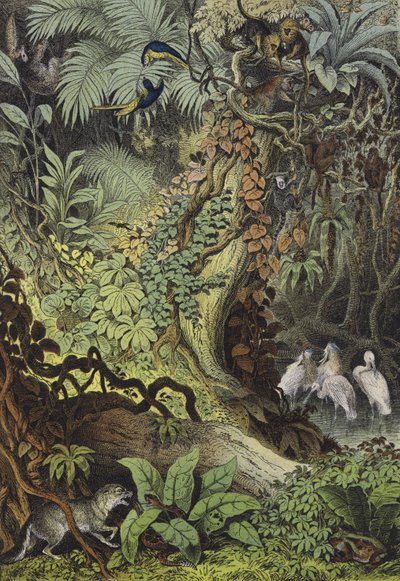 Animales de Brasil de European School
