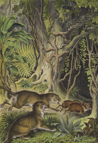 Animales de Guayana de European School
