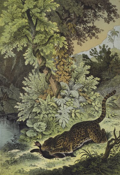 Animales de Guayana (litografía en color) de European School