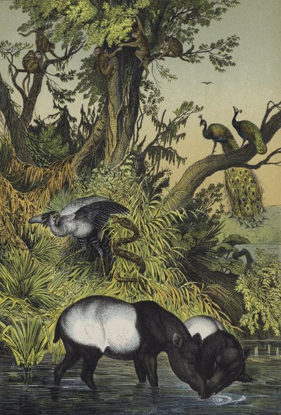 Animales de Malaca y Sumatra (litografía en color) de European School