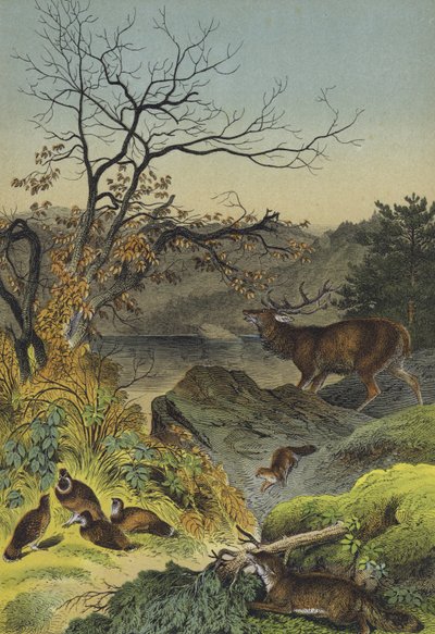 Animales de Siberia de European School