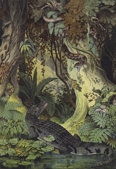 Animales de las selvas del Amazonas en Brasil de European School